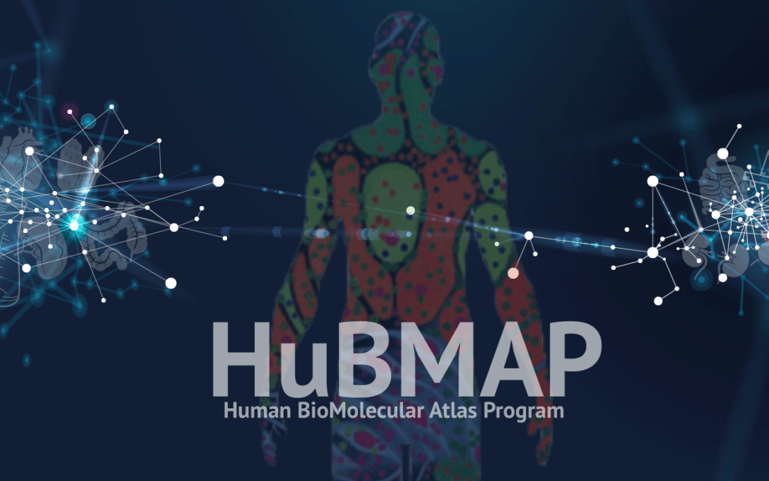 HuBMAP Inaugural Data Release: Detailed Anatomical Data about Seven Human Organs for Scientists, Public