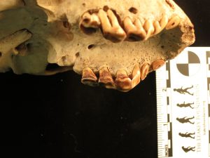 Maxilla