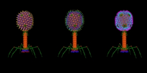 T4 viruses 3