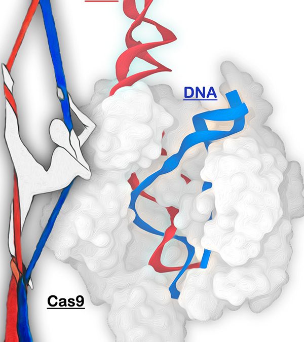 CRISPR Simulation Points to Improved DNA Editing, Gene Therapy