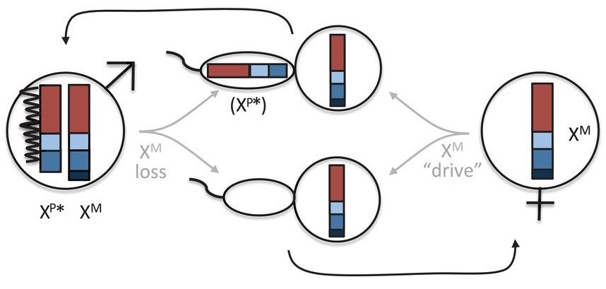 Bridges & Bridges-2 Power Discovery of Two-X-Chromosome Male Voles