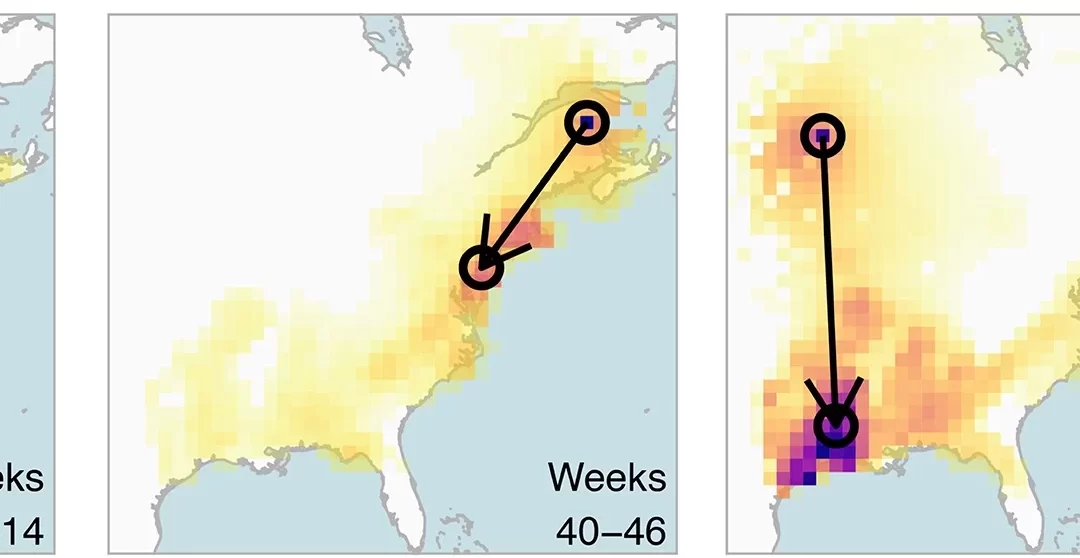 BirdFlow AI “Connects the Dots” in Massive, Volunteer Database to Track Migratory Birds