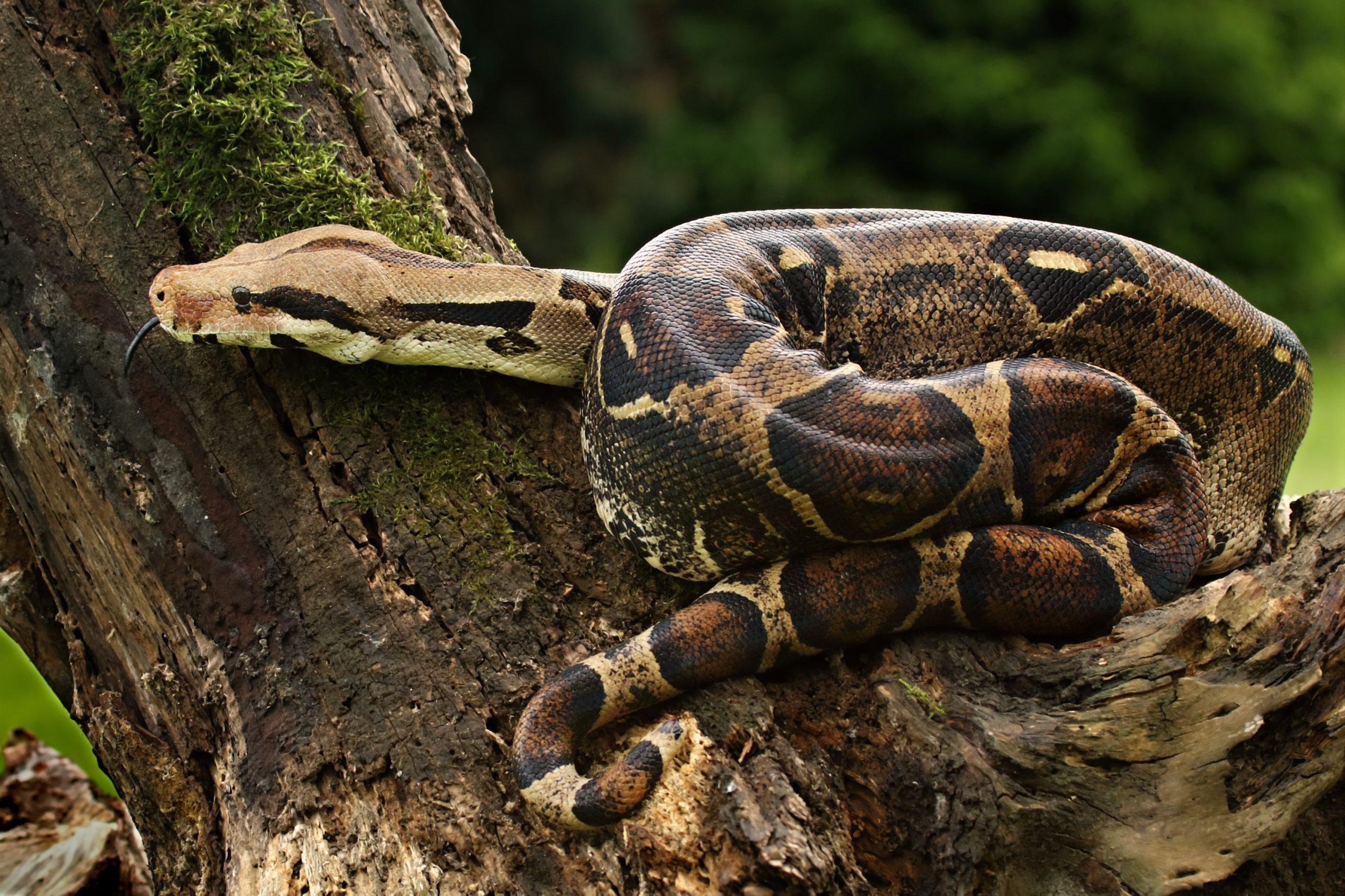 Red-tailed boa