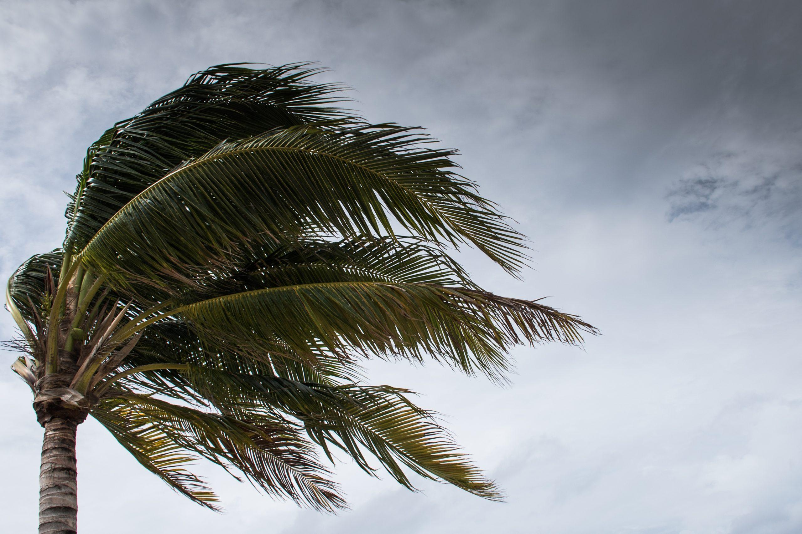 A palm tree blowing in the wind of a storm.