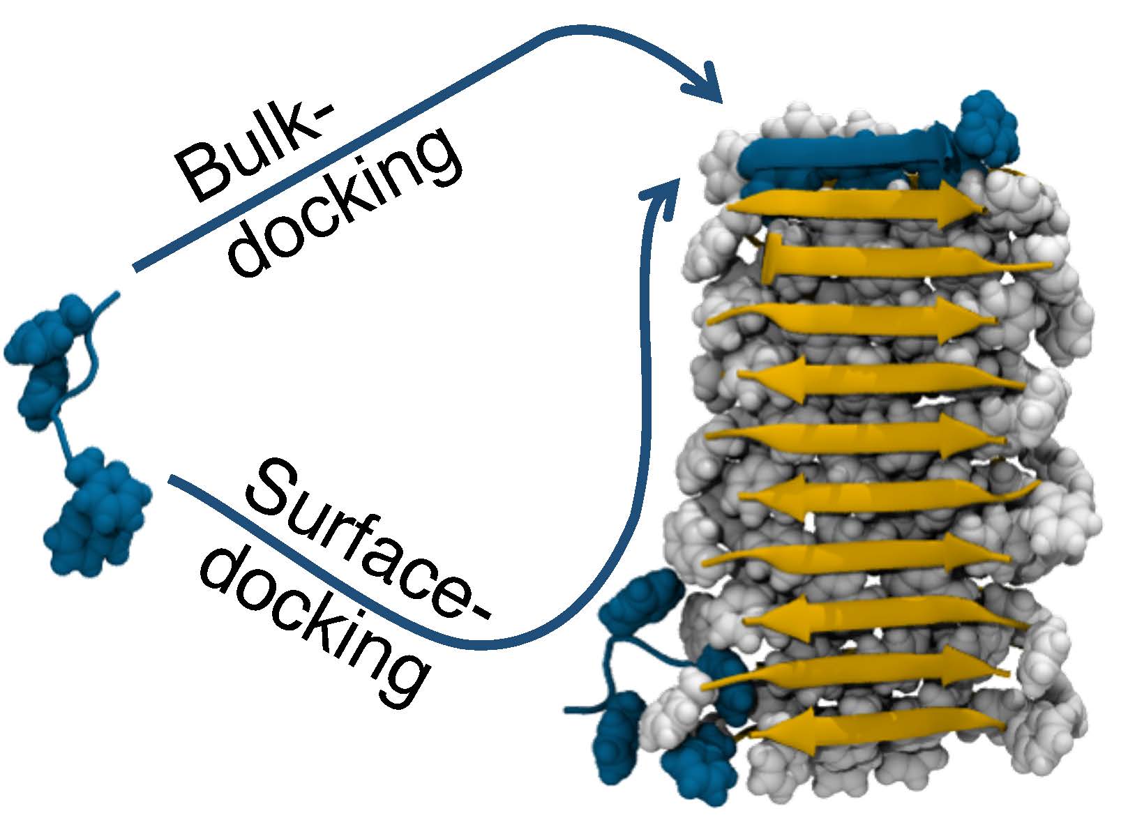 A 3D rendering of amyloid peptides either bulk-docking and attaching to the end of a fibril, or surface-docking, and attaching along the length of the fibril before sliding to the end.