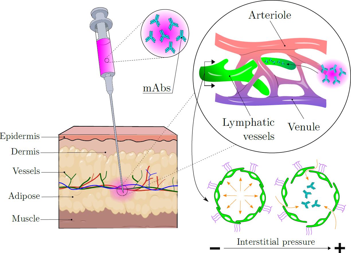 A diagram showing mAb injection into the layers of the skin, and the injection moving through lymphatic vessels amongst the arteriole and venule, affected in turn by differing levels of interstitial pressure.