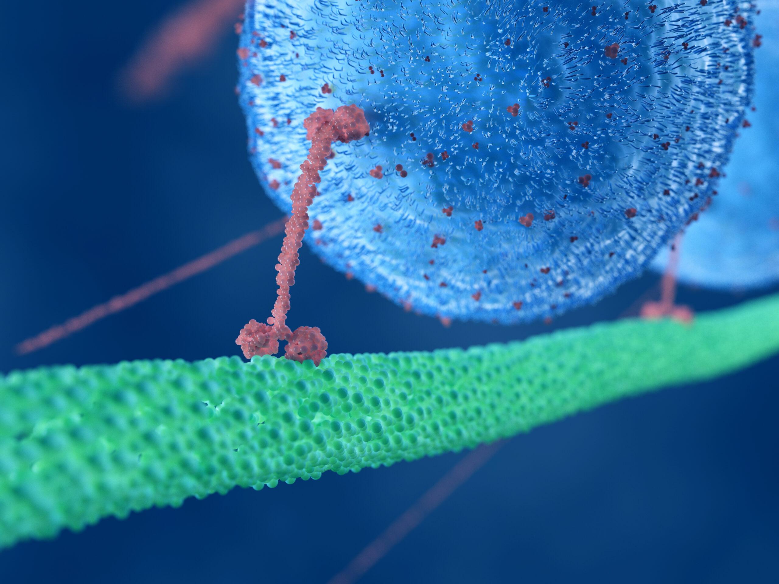 Illustration of a motor protein dragging a large sphere along a microtubule. 