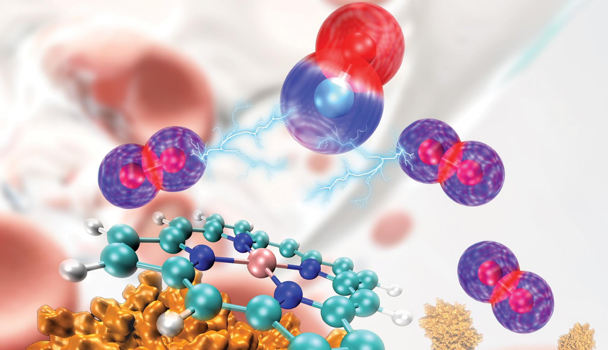 Illustration of a hemoglobin protein (lower left), its oxygen-carrying heme group (center), carbon monoxide (blue and red spheres, top center), and oxygen (blue spheres).