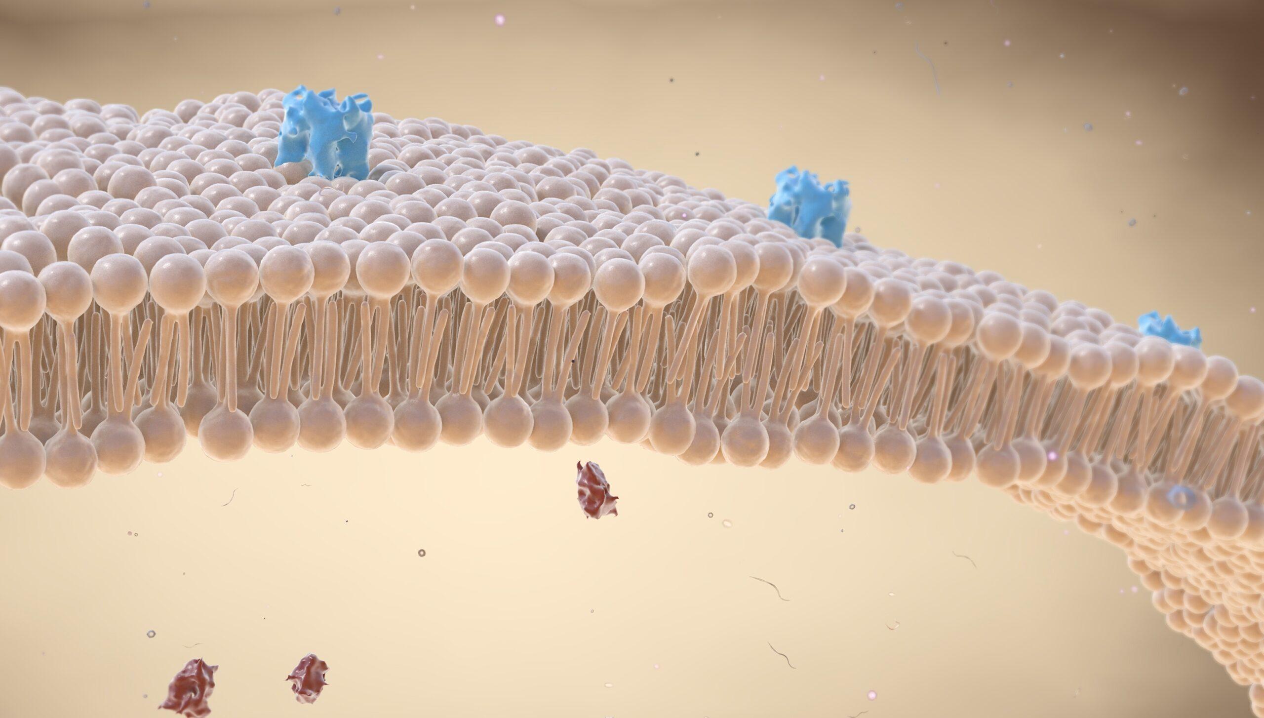 Illustration of cell membrane with proteins.