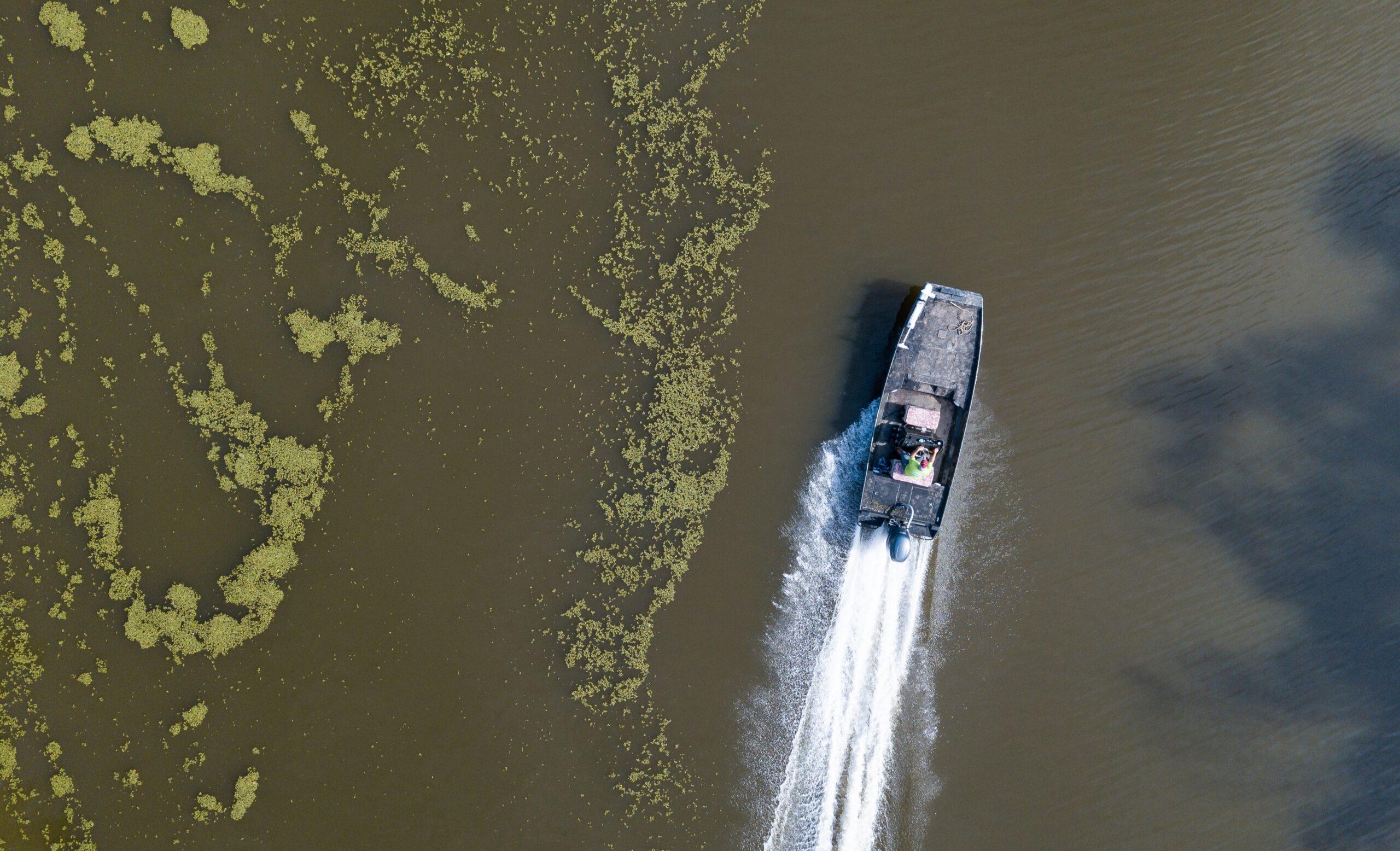 Aerial view of a boat carving a path through marshy water speckled vegetation.