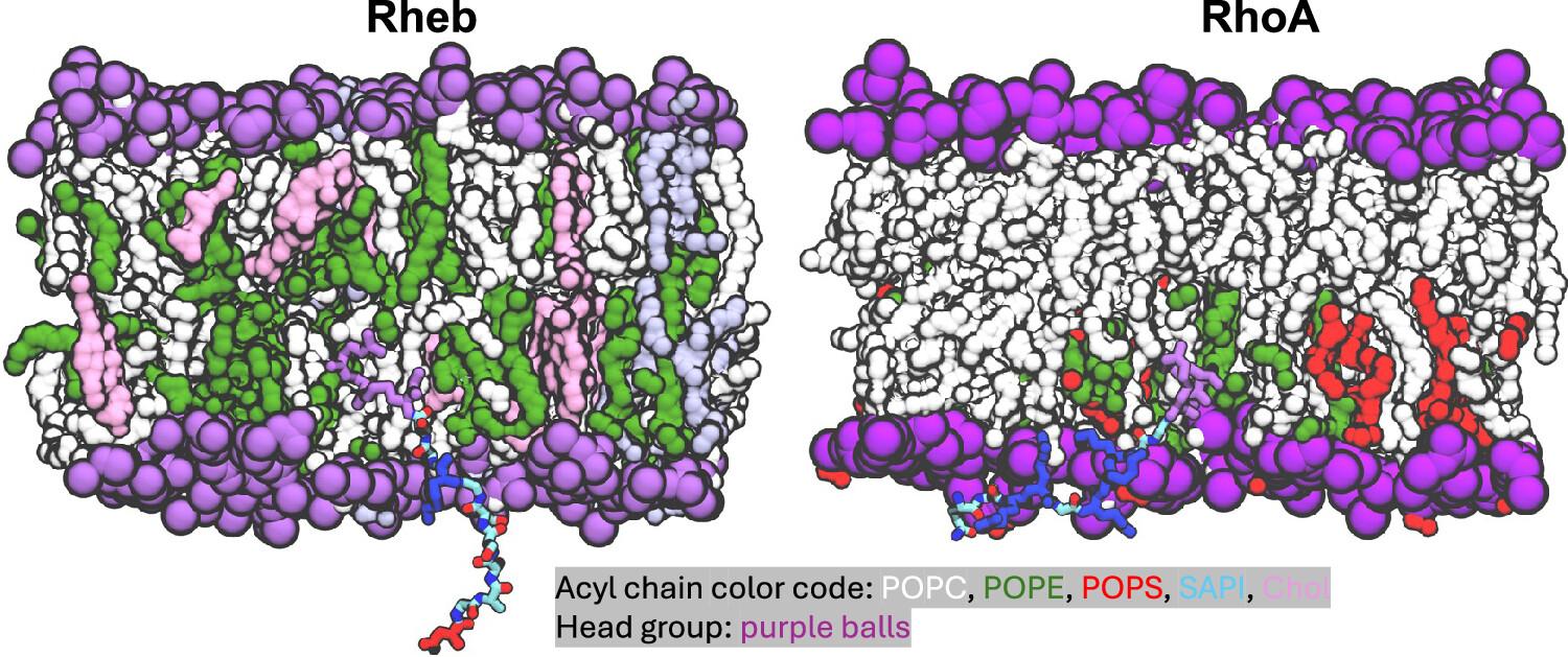 3D illustrations of Rheb and RhoA. Acyl chain color code: POPC is white, POPE is green, POPS is red, SAPI is blue, Chol is pink. Head group is purple balls. 