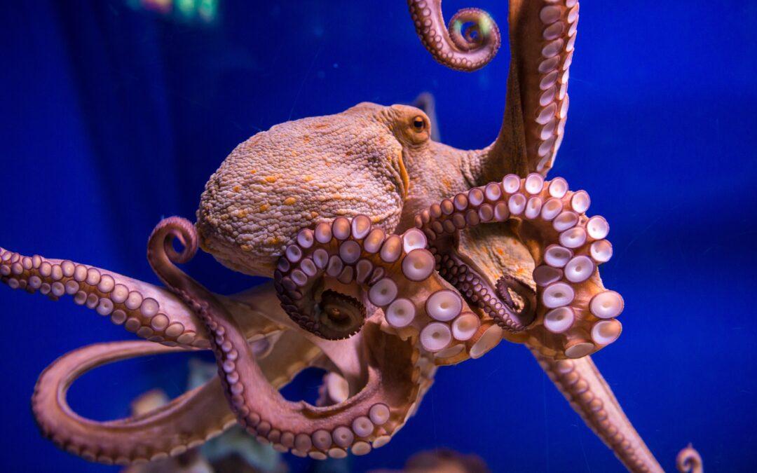 Octopus Simulation Surprise Sheds Light on Soft Robot Tech