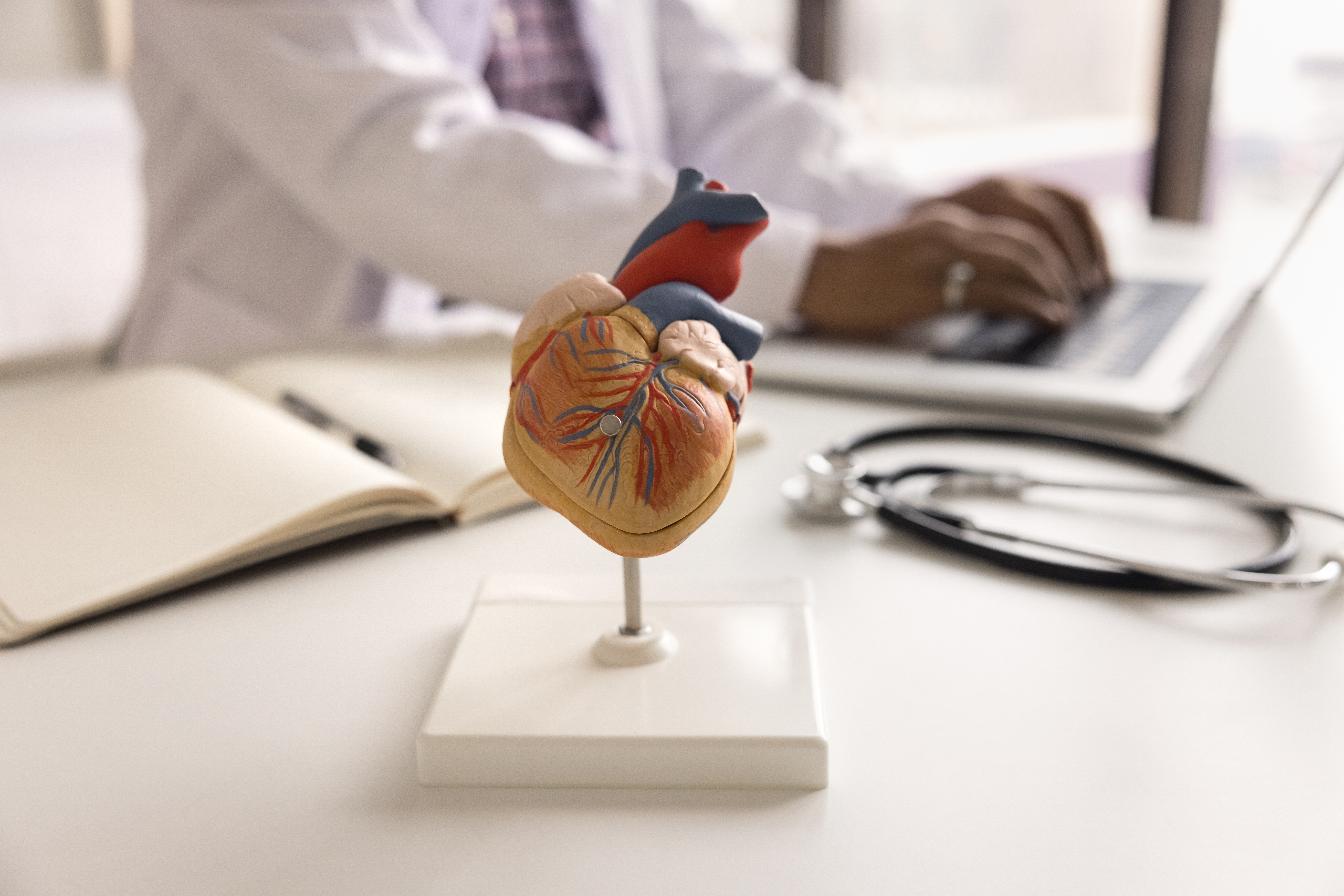 A person works at a laptop with a model of a heart on their desk. 